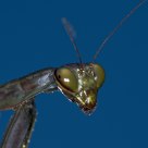 Mantis retrato 2